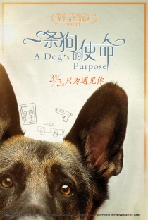 一条狗的使命电影海报